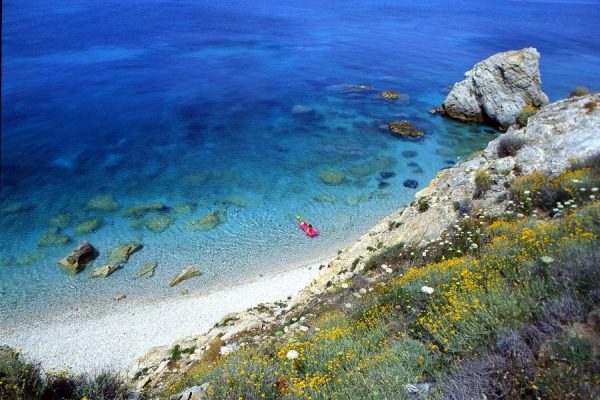 Una spiaggia rocciosa con acqua cristallina e vegetazione fiorita in primo piano.